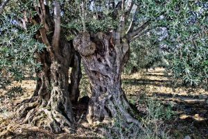 Zeytin ağacı