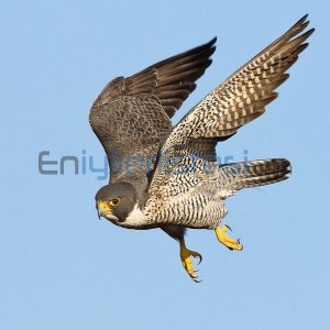 En Bilinen Kuş Türleri Doğan