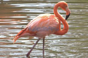 En Bilinen Kuş Türleri Flamingo Kuşu