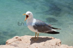En Bilinen Kuş Türleri Martı Kuşu